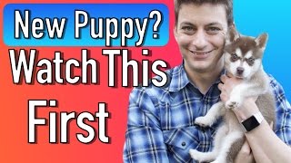 101-puppy-pets trainer pobierz