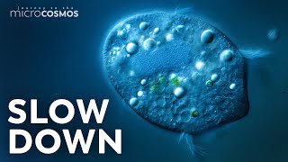Microbes kupony