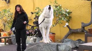 Wolf-howl cheat kody