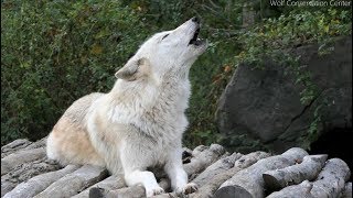 Wolf-howl kody lista