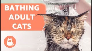 Cat-wash triki tutoriale