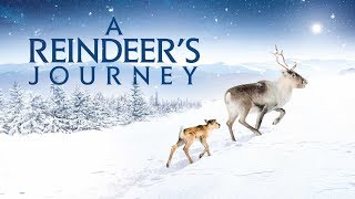 Reindeer-adventure kody lista