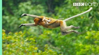 Monkey-flight cheats za darmo
