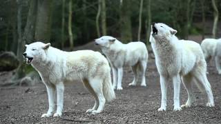 Wolf-howl kupony
