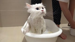 Cat-wash cheat kody