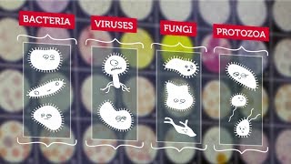 Microbes porady wskazówki