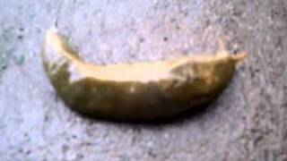 Banana-slug-beach triki tutoriale