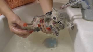 Cat-wash kody lista