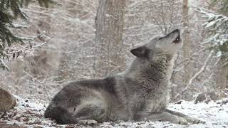 Wolf-howl mod apk