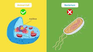 Bacterium cheats za darmo