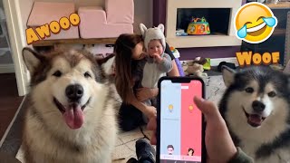 Dog-translator-prank-simulator triki tutoriale