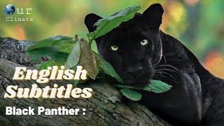Jungle-panther kody lista