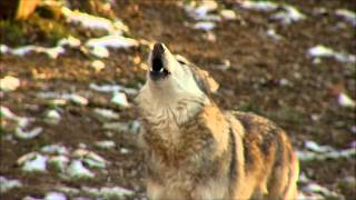 Wolf-howl cheats za darmo