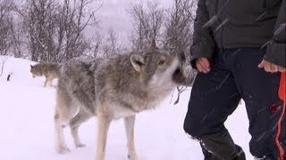 Kind-wolf kupony