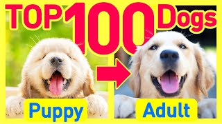 101-puppy-pets cheats za darmo