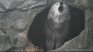 Wolf-howl hacki online